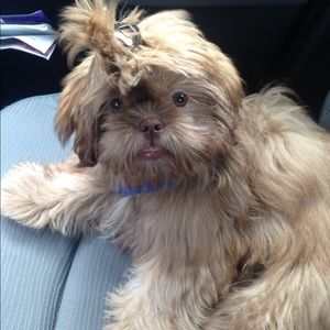 Meet your Posher, Irisha